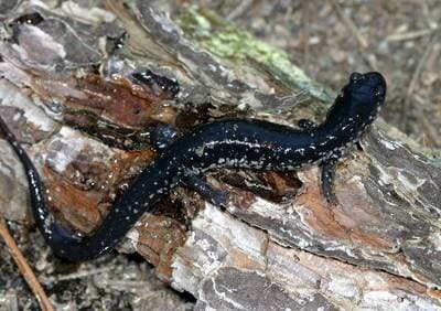 Kvitflekket Slimete Salamander