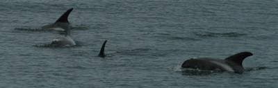 Hvidhovedet Delfin