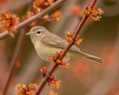 Kvitrende Vireo