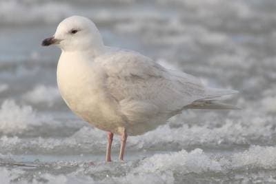 Grønlandsmåke