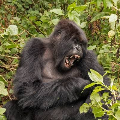 Vestlig gorilla