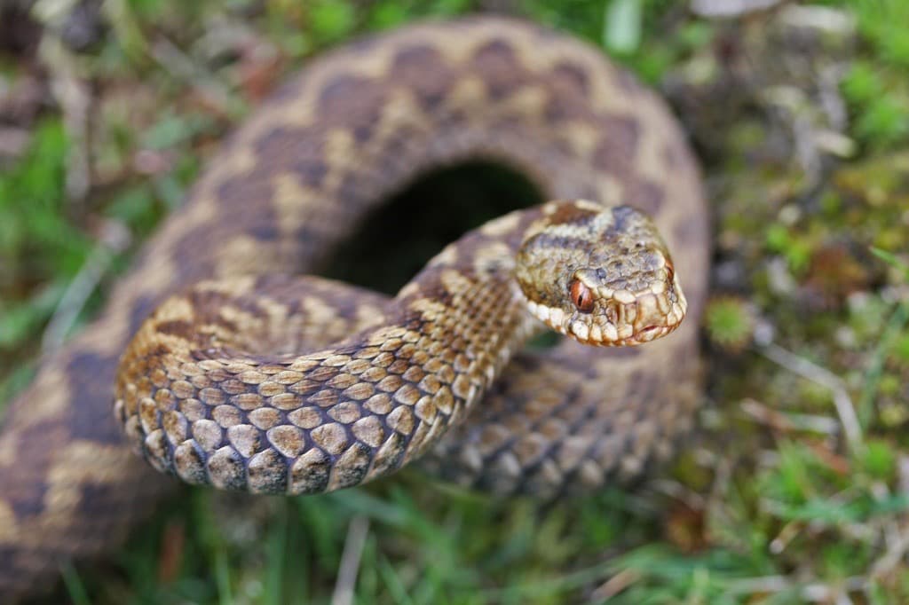 Hoggorm