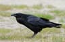 Ravn