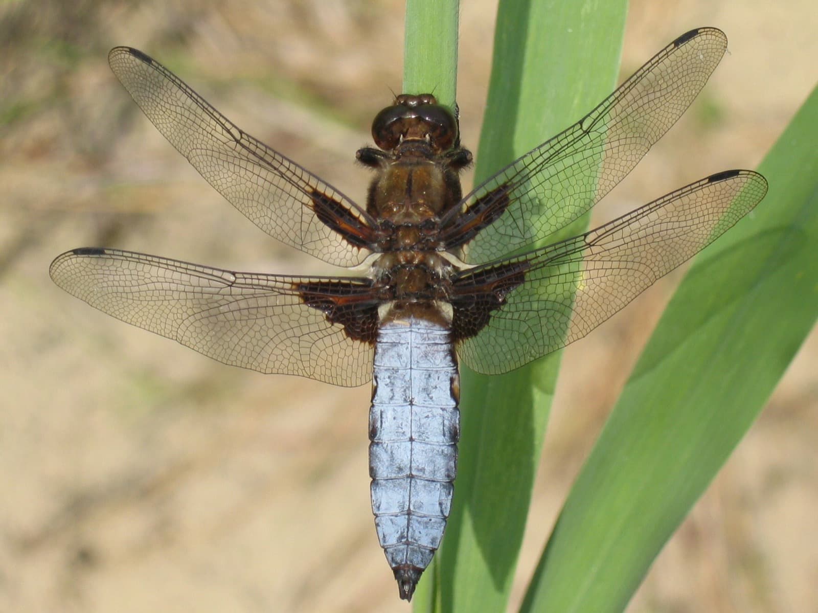 Bred øyenstikker