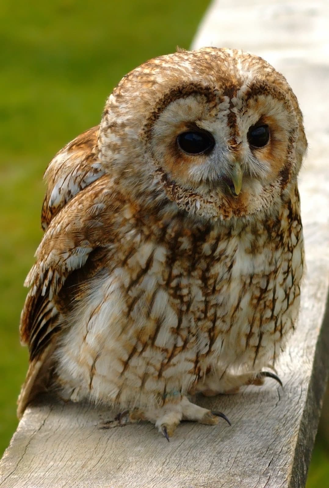 Natugle