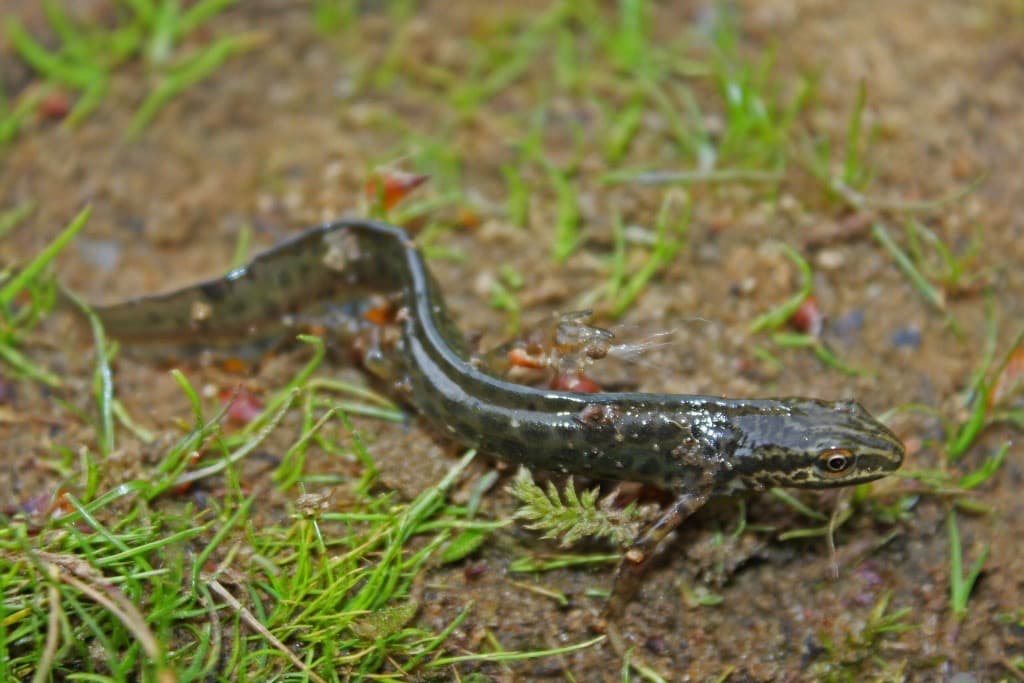 Småsalamander