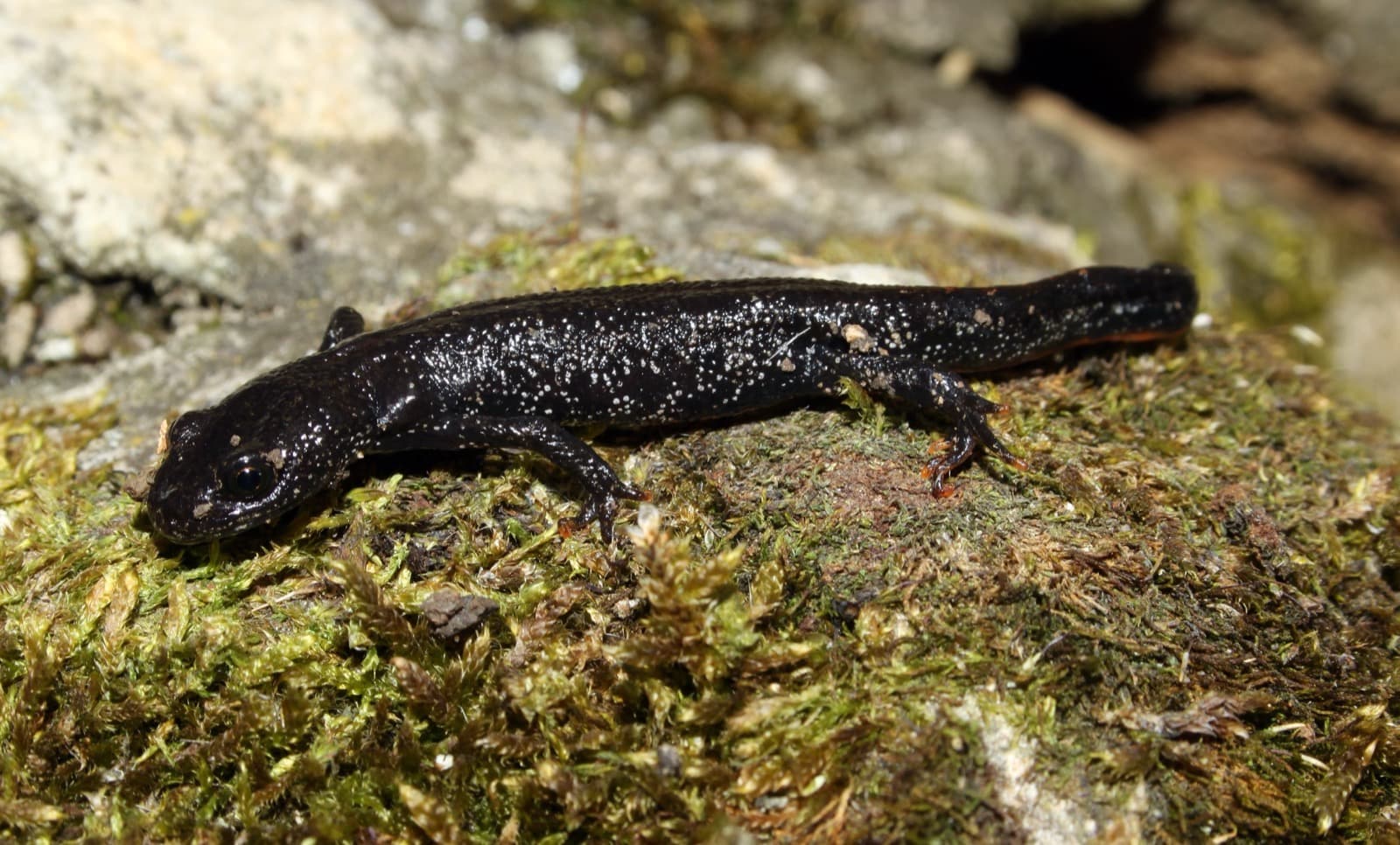 Storsalamander