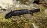 Storsalamander