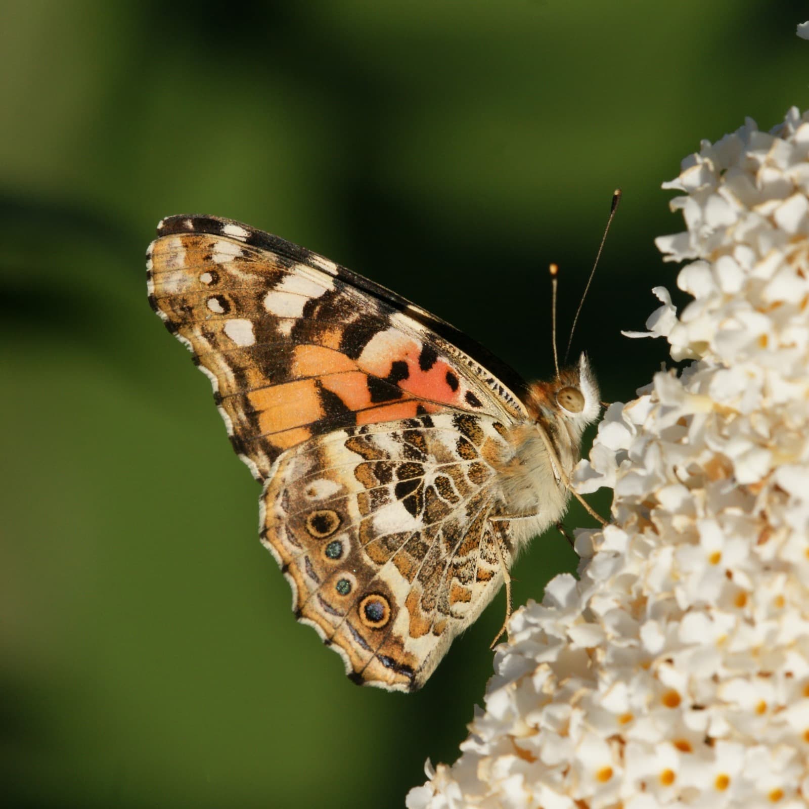 Tistelsommerfugl
