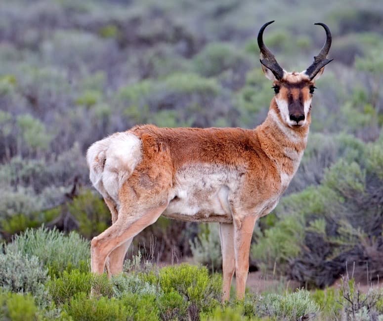 Gaffelantilope