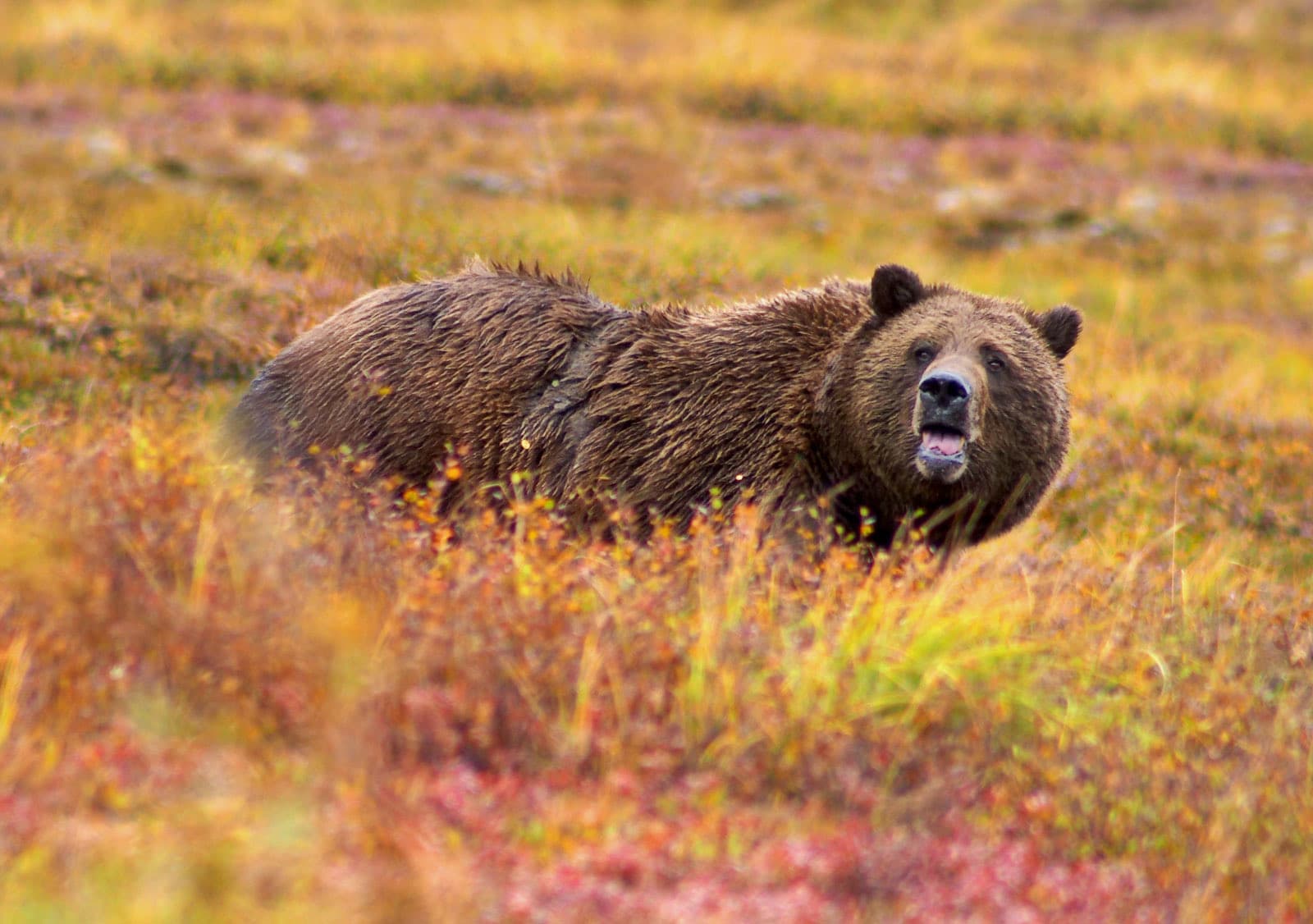 Grizzlybjørn
