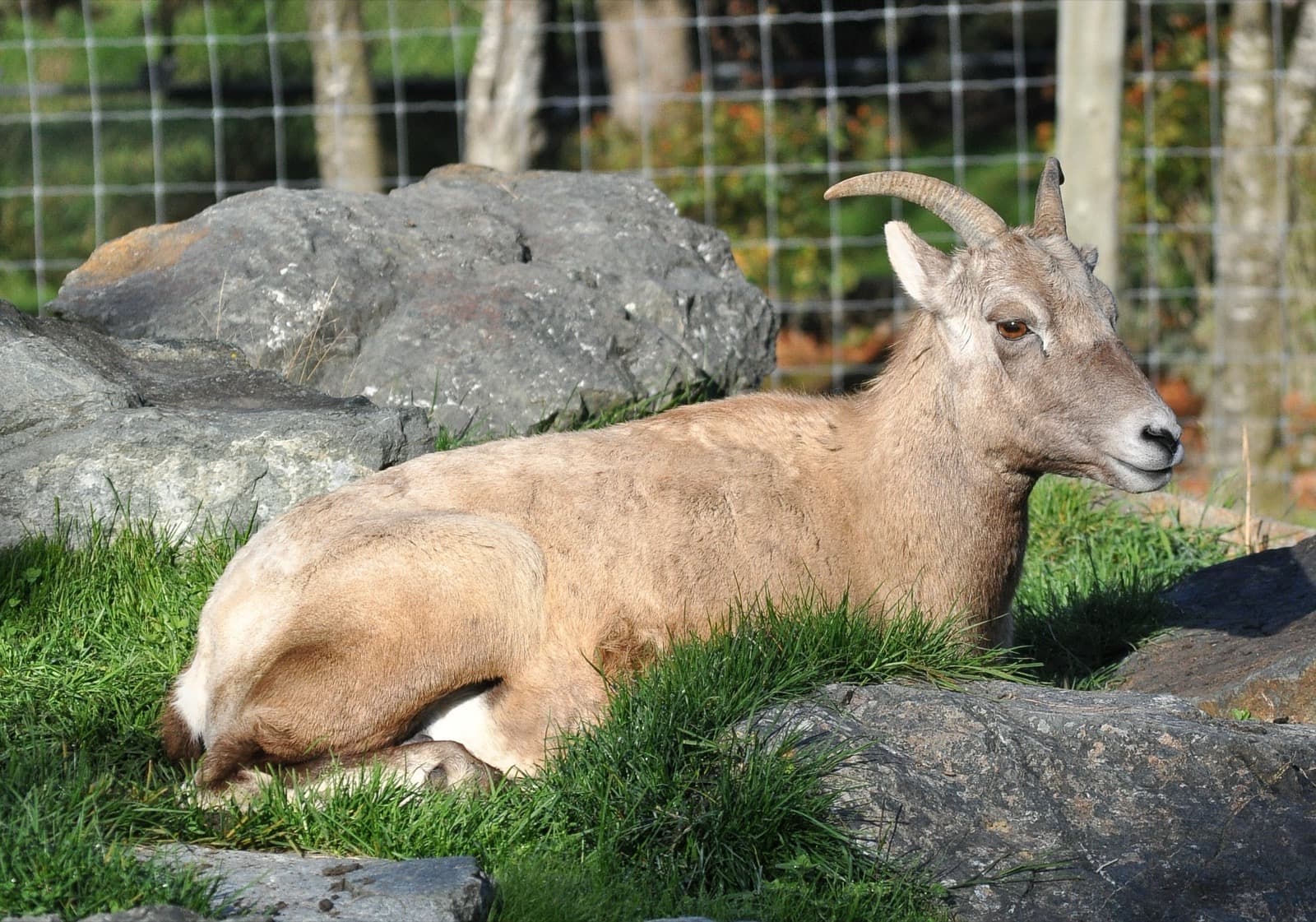 Tykhornede får