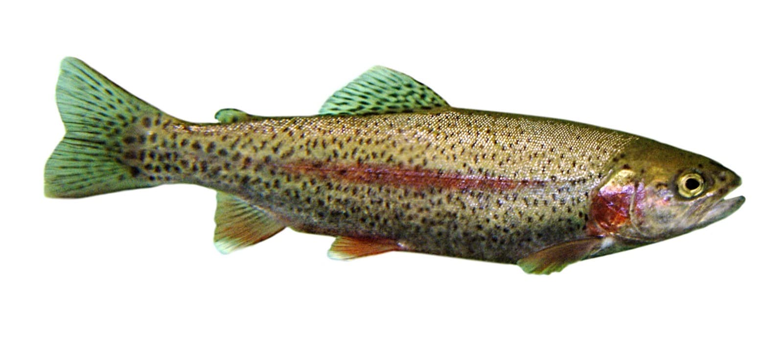 Regnbueørret