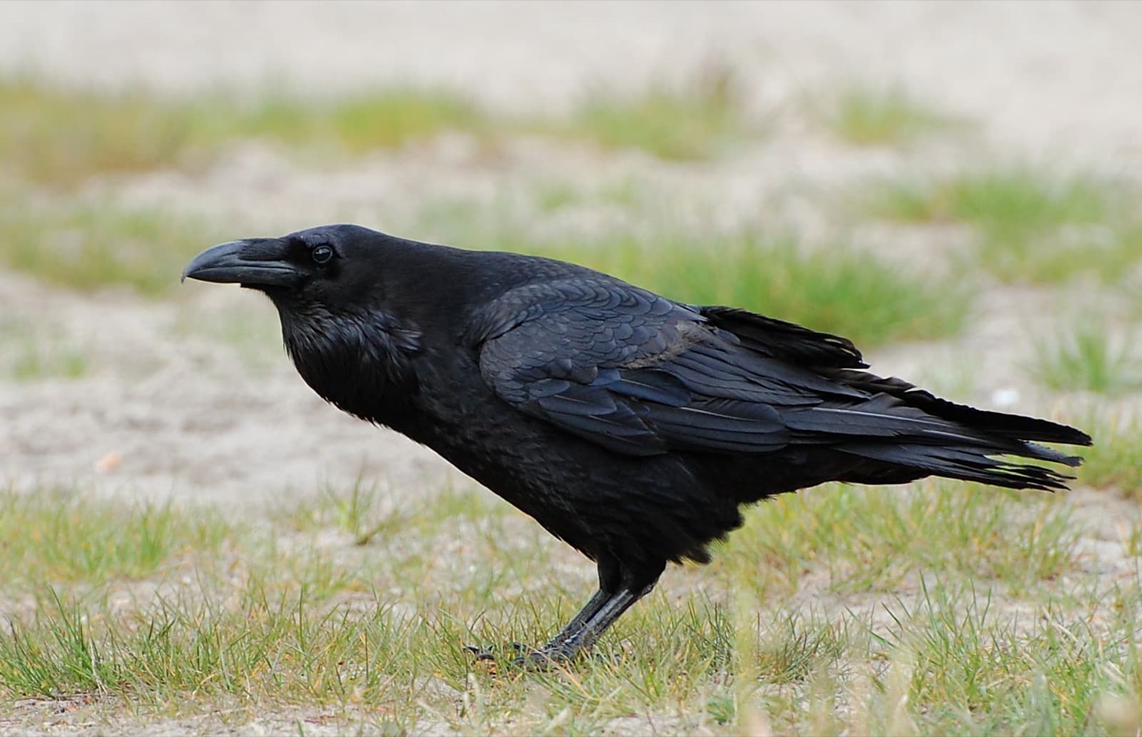 Ravn
