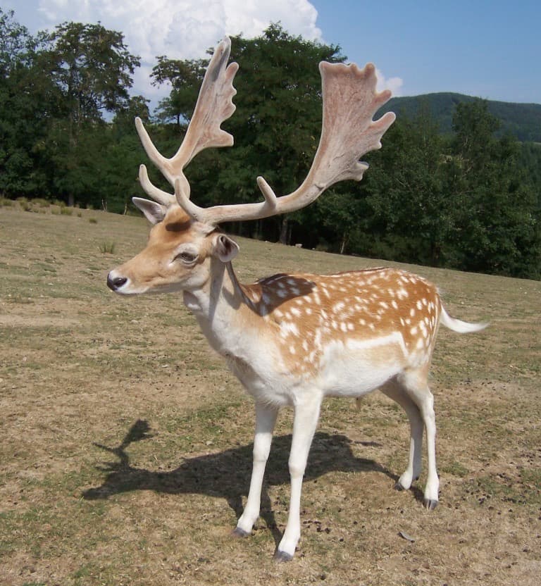 Dåhjort