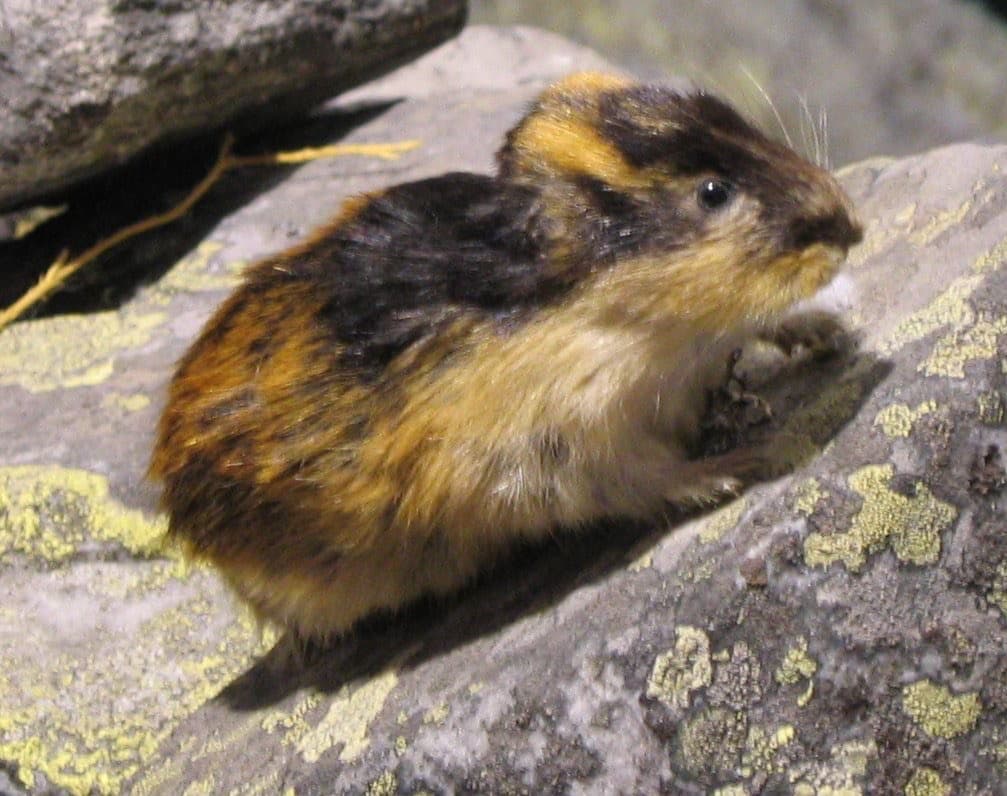 Fjældlemming