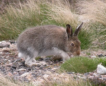 Skovhare