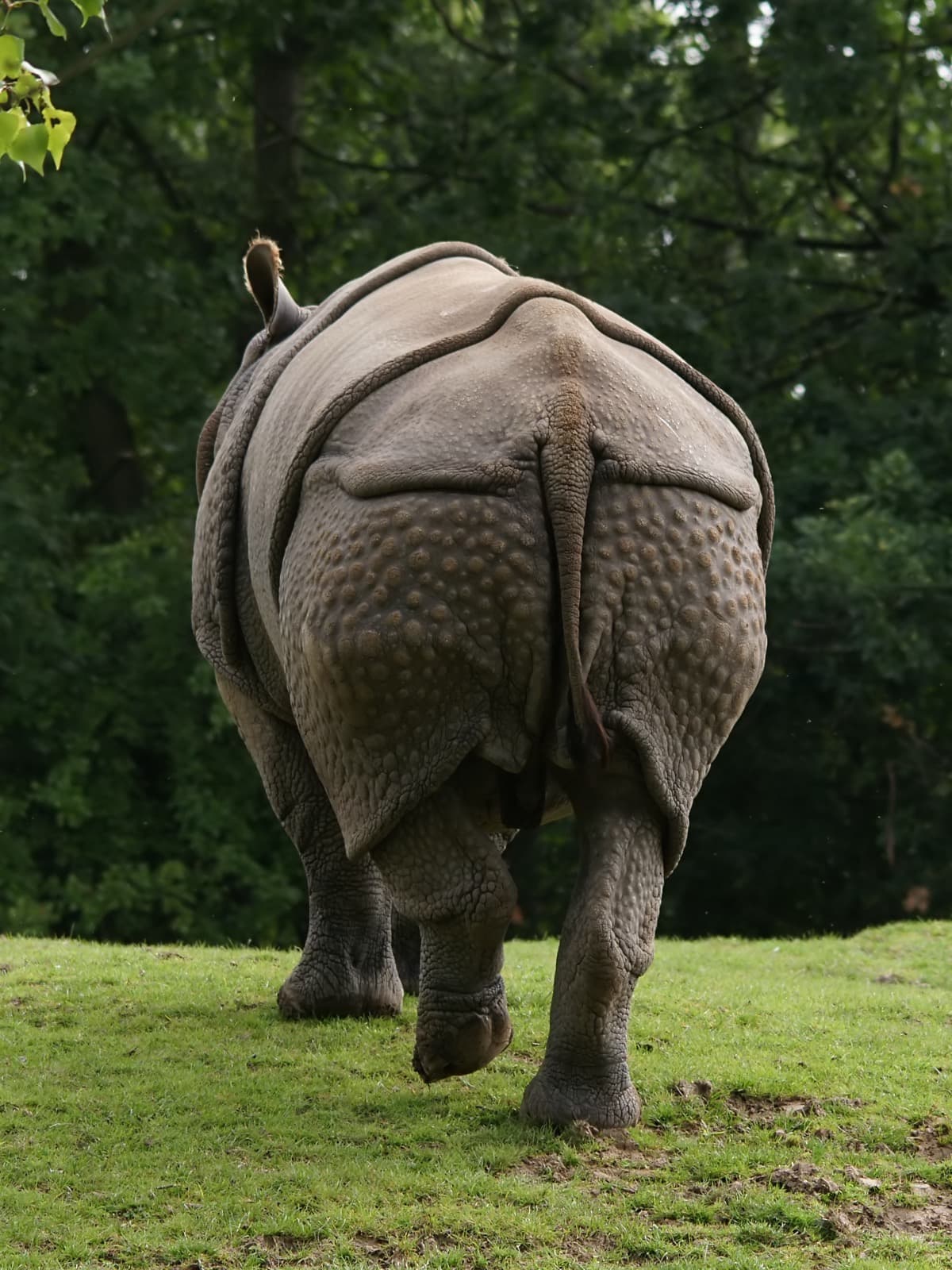 Indisk neshorn