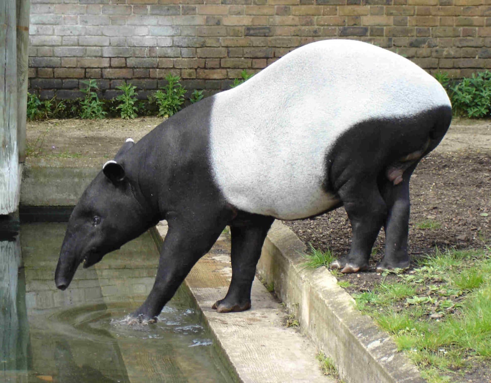 Indisk tapir