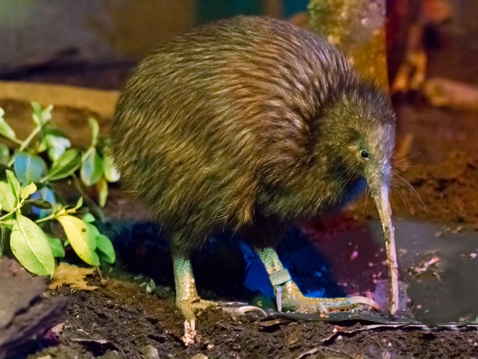Nordlig kiwi