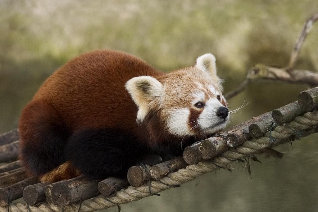 Rød panda