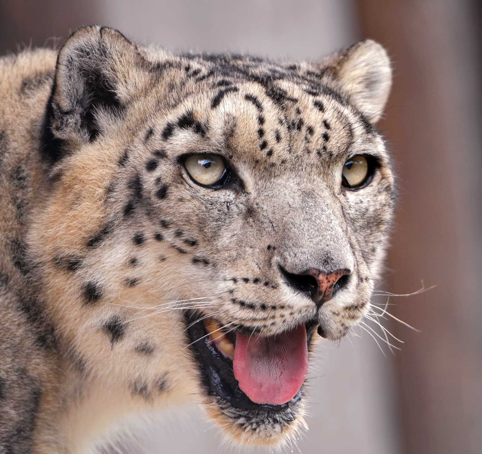 Snøleopard